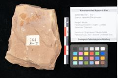 Foto (Objekt + Etikett) von Quercus palaeoilex Ettingshausen (NHMW-GEO-2024-0188-0764)